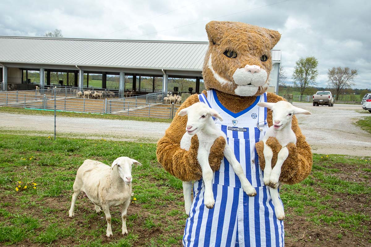 The Wildcat mascot holds two lambs